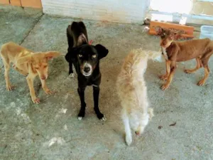 Cachorro raça viralatas idade 7 a 11 meses nome viralatas