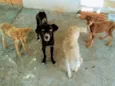viralatas