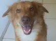 Nego 