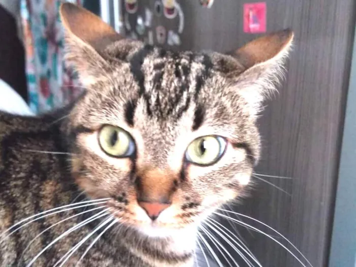 Gato ra a Sem raça idade 3 anos nome Fofinha