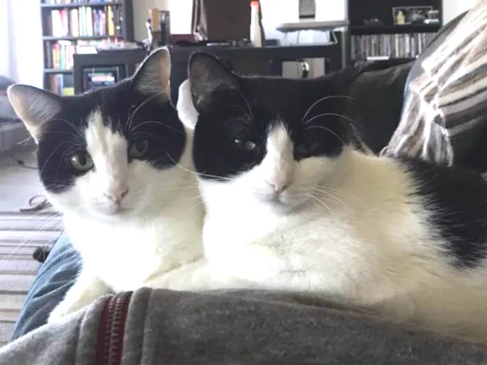 Gato raça Vira-lata idade 3 anos nome Madonna e Elvis