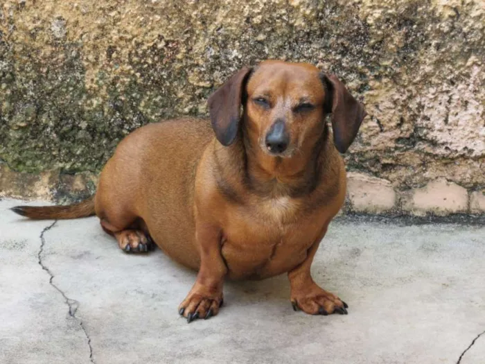 Cachorro ra a Dachshund(salsisha) idade 6 ou mais anos nome meg