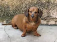 meg