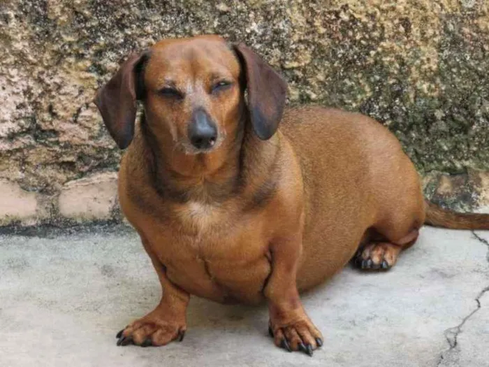 Cachorro ra a Dachshund(salsisha) idade 6 ou mais anos nome meg