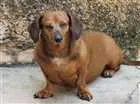 Cachorro raça Dachshund(salsisha) idade 6 ou mais anos nome meg