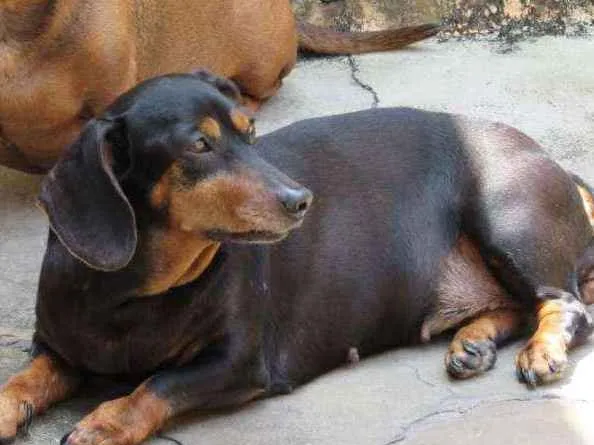 Cachorro ra a Dachshund(salsisha) idade 6 ou mais anos nome Suzi