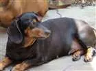 Cachorro raça Dachshund(salsisha) idade 6 ou mais anos nome Suzi