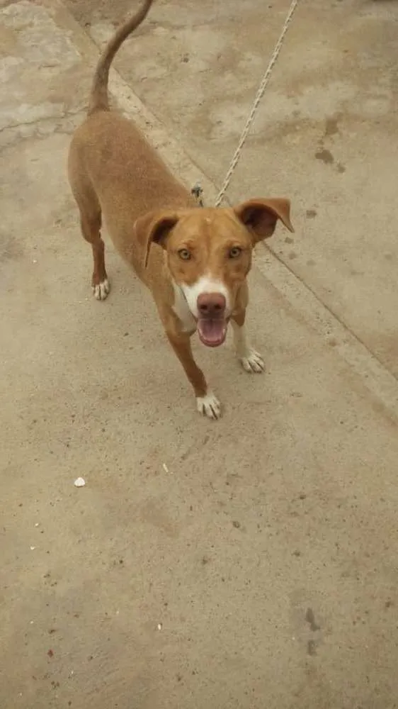 Cachorro raça SRD idade 7 a 11 meses nome Fox
