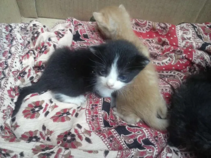 Gato ra a  idade  nome Compania