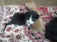 Compania