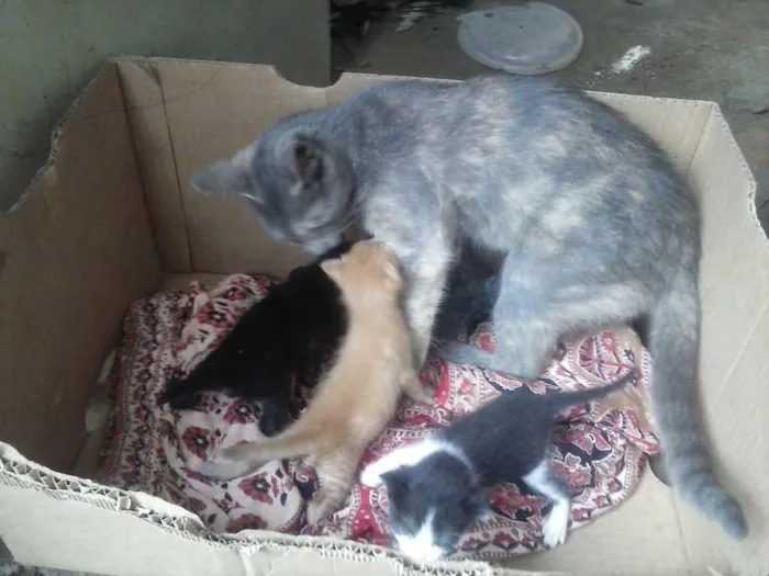 Gato ra a  idade  nome Compania