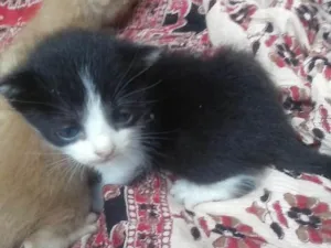 Gato raça  idade  nome Compania