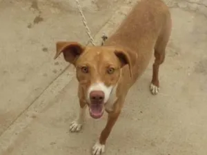 Cachorro raça SRD idade 7 a 11 meses nome Fox