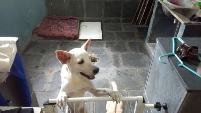 Cachorro ra a Mestiço idade 6 ou mais anos nome Bruce