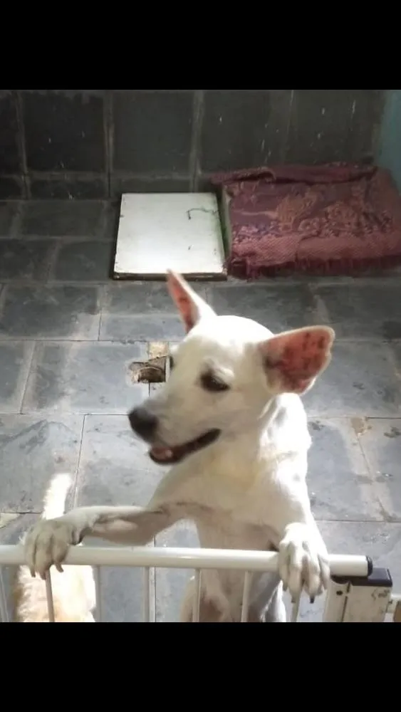 Cachorro ra a Mestiço idade 6 ou mais anos nome Bruce