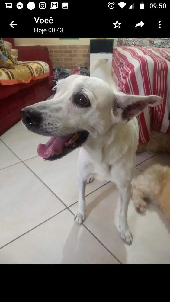 Cachorro ra a Mestiço idade 6 ou mais anos nome Bruce
