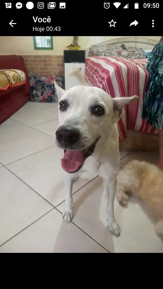 Cachorro ra a Mestiço idade 6 ou mais anos nome Bruce