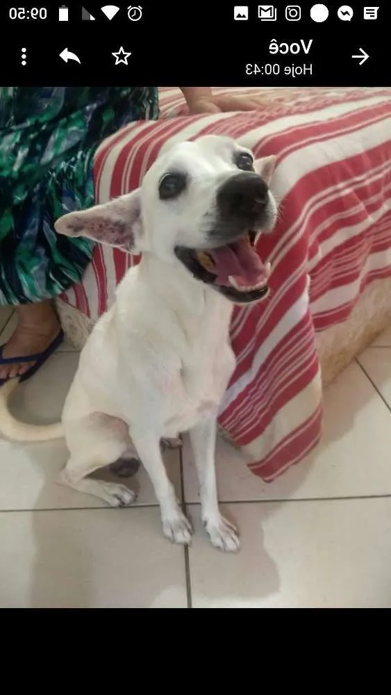 Cachorro ra a Mestiço idade 6 ou mais anos nome Bruce