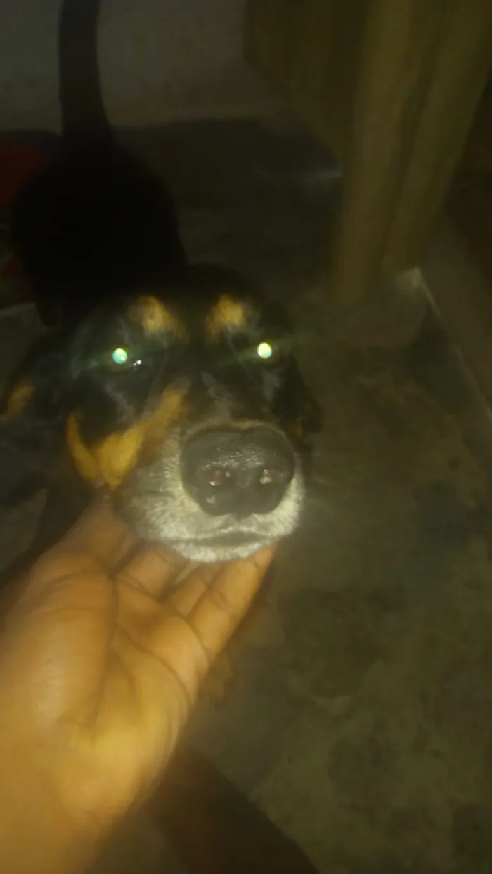 Cachorro raça Pit-Bull misturaco com pinchin idade 2 anos nome Betovem