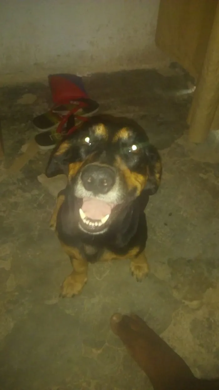 Cachorro raça Pit-Bull misturaco com pinchin idade 2 anos nome Betovem