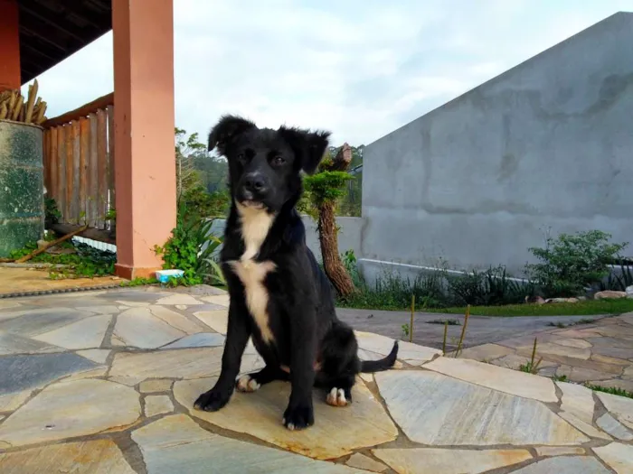 Cachorro ra a Vira-lata com Border Collie idade 2 a 6 meses nome Bonnie