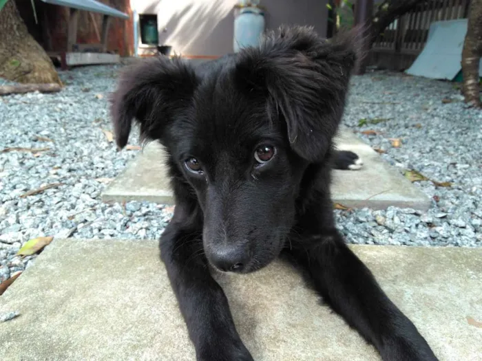 Cachorro ra a Vira-lata com Border Collie idade 2 a 6 meses nome Bonnie