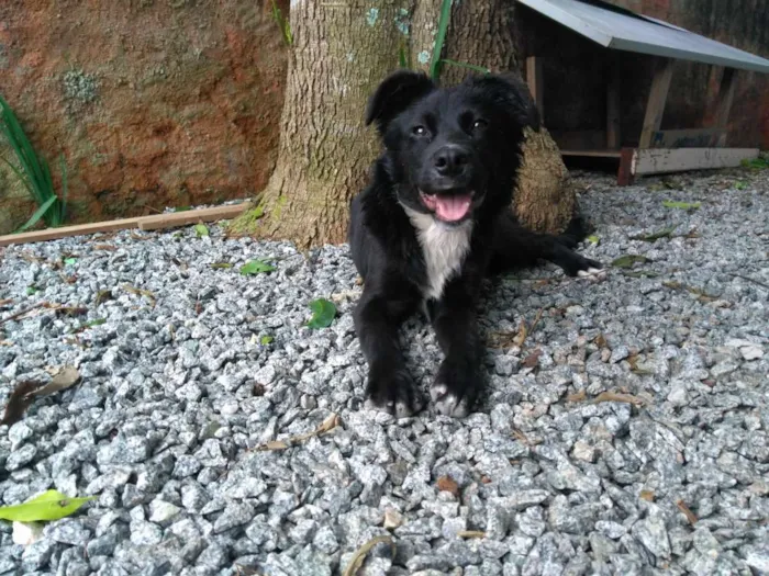 Cachorro ra a Vira-lata com Border Collie idade 2 a 6 meses nome Bonnie