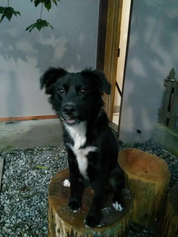 Cachorro ra a Vira-lata com Border Collie idade 2 a 6 meses nome Bonnie