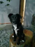 Bonnie