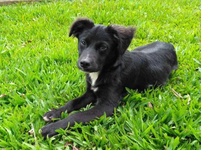 Cachorro ra a Vira-lata com Border Collie idade 2 a 6 meses nome Bonnie