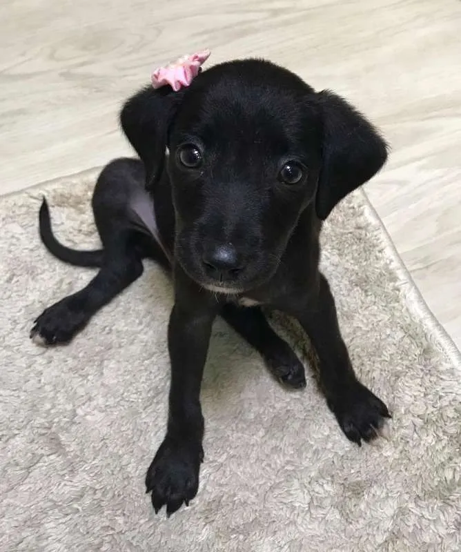 Cachorro raça Sem raça definida idade Abaixo de 2 meses nome Maya