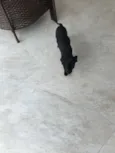 Maya