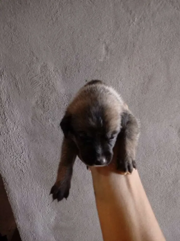 Cachorro ra a Indefinida idade 2 a 6 meses nome Sem nome