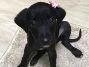 Cachorro raça Sem raça definida idade Abaixo de 2 meses nome Maya