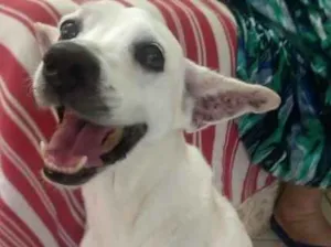 Cachorro raça Mestiço idade 6 ou mais anos nome Bruce