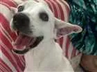 Cachorro raça Mestiço idade 6 ou mais anos nome Bruce