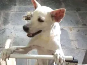 Cachorro raça Mestiço idade 6 ou mais anos nome Bruce