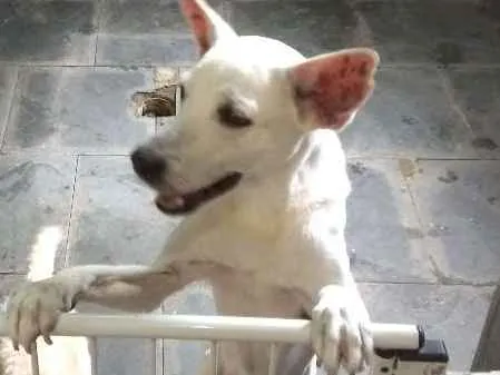 Cachorro ra a Mestiço idade 6 ou mais anos nome Bruce