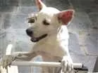 Cachorro raça Mestiço idade 6 ou mais anos nome Bruce