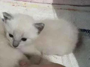 Gato raça SIAMES COM R.I idade Abaixo de 2 meses nome GATINHOS