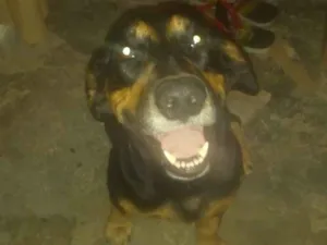 Cachorro raça Pit-Bull misturaco com pinchin idade 2 anos nome Betovem