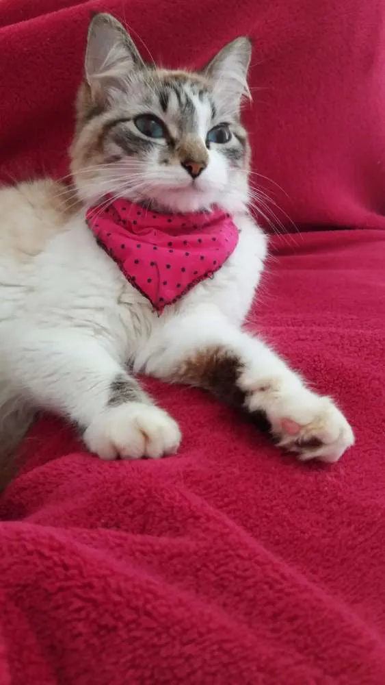 Gato raça Sem raça idade 2 anos nome Sem nome