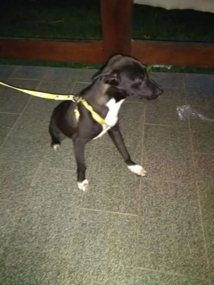 Cachorro ra a Não definida idade 2 a 6 meses nome André