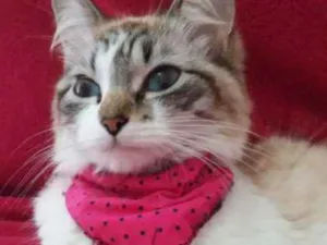Gato raça Sem raça idade 2 anos nome Sem nome