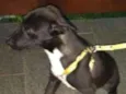 André