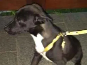 Cachorro raça Não definida idade 2 a 6 meses nome André
