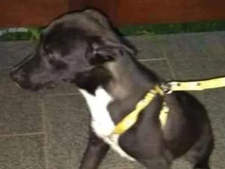 Cachorro ra a Não definida idade 2 a 6 meses nome André