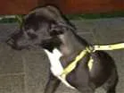 Cachorro raça Não definida idade 2 a 6 meses nome André