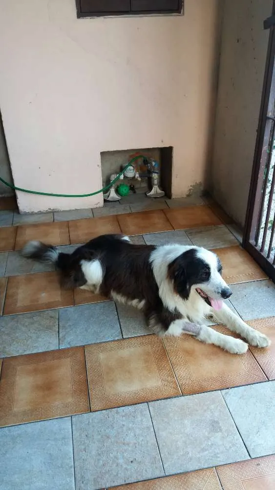 Cachorro raça Boder Colle idade 6 ou mais anos nome Darwin