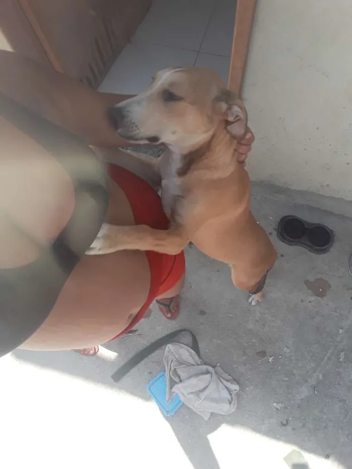 Cachorro ra a Misturado Labrador e Pitbull idade 2 a 6 meses nome Joel